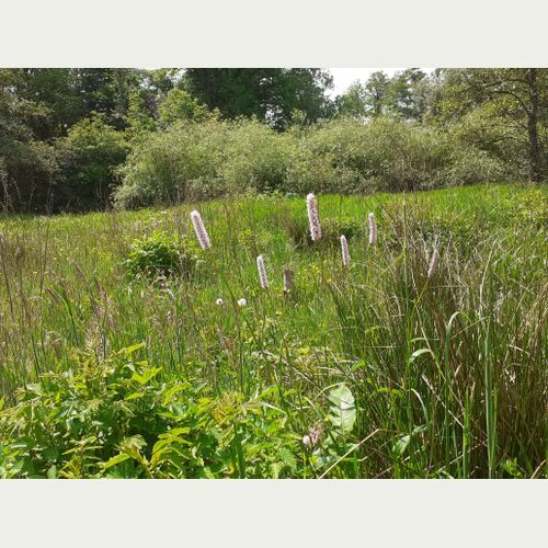 Der Schlangen-Knöterich steht in Hamburg auf der Roten Liste gefährdeter Pflanzen. Er wächst auf humusreichen, feuchten Wiesen. Foto: Loki Schmidt Stiftung